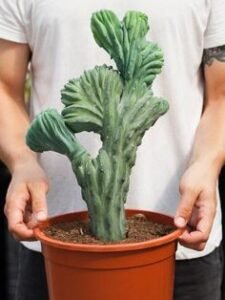 Tips Memilih Tanaman