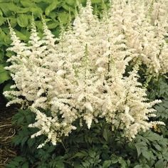 Tips Memilih tanaman