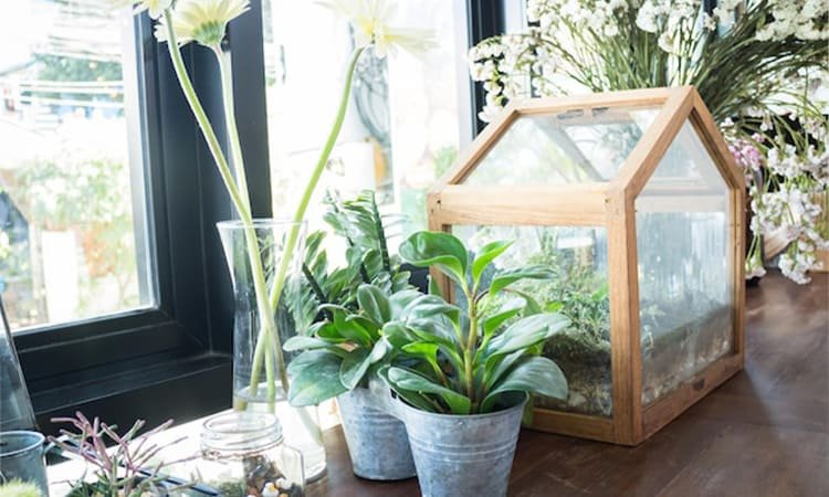 8 Cara Membuat Taman dalam Rumah: Ruang Hijau yang Menyegarkan