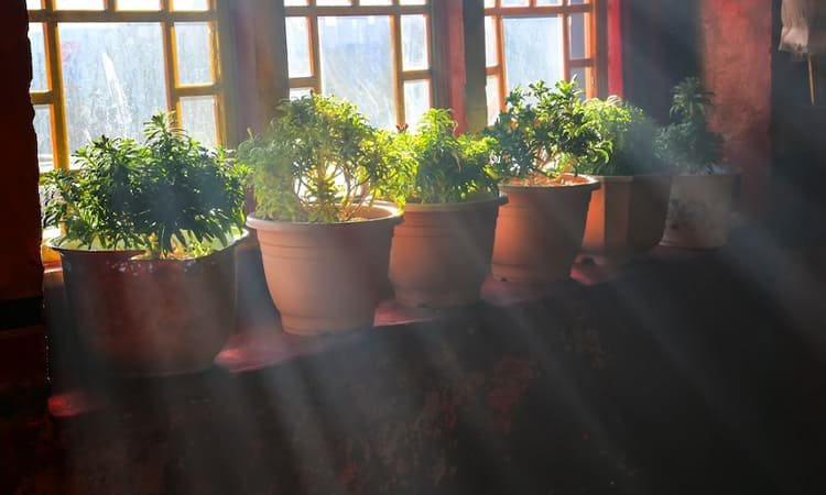 8 Cara Membuat Taman dalam Rumah: Ruang Hijau yang Menyegarkan