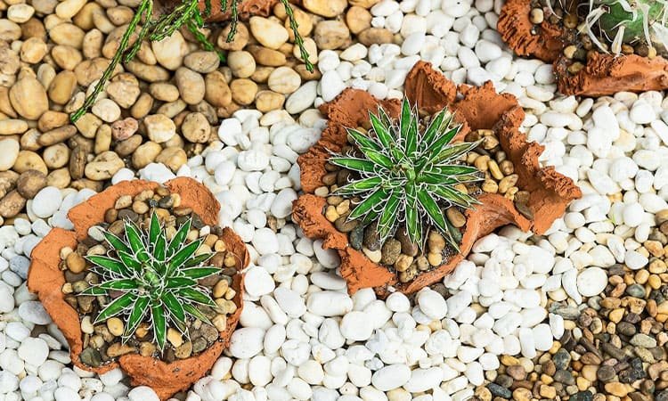 8 Cara Membuat Taman dalam Rumah: Ruang Hijau yang Menyegarkan