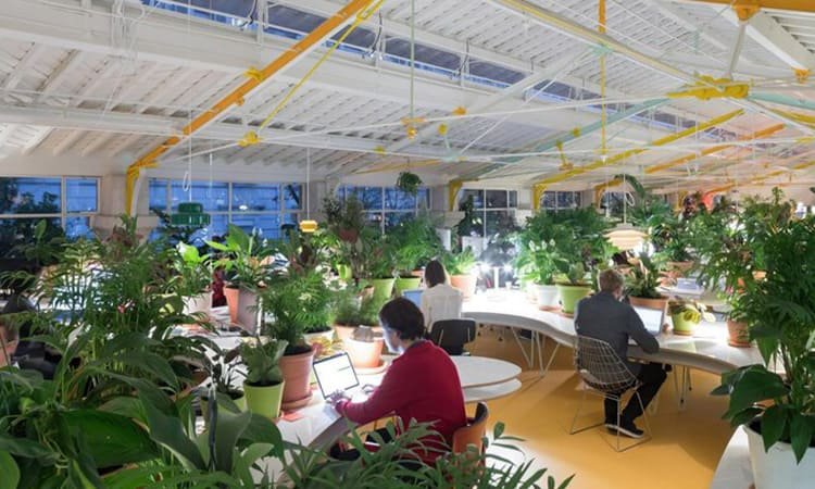 Desain Biophilic di 2025: Menghadirkan Alam ke Dalam Ruang Hunian