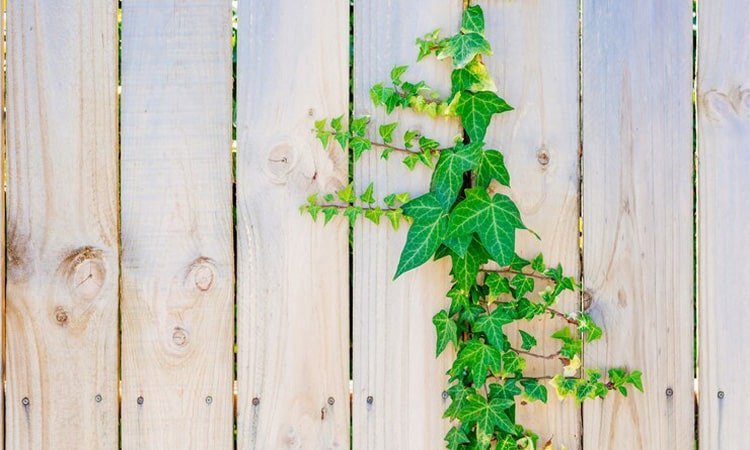 Desain Pagar Rumah Minimalis, Mewah, dan Modern yang Direkomendasikan