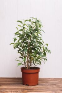 Ficus Benjamina