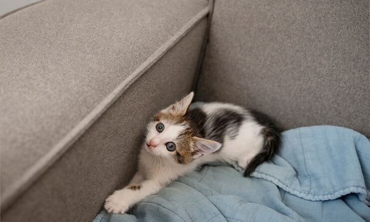 Ingin Pelihara Kucing? Siapkan Furniture Rumah Ini!