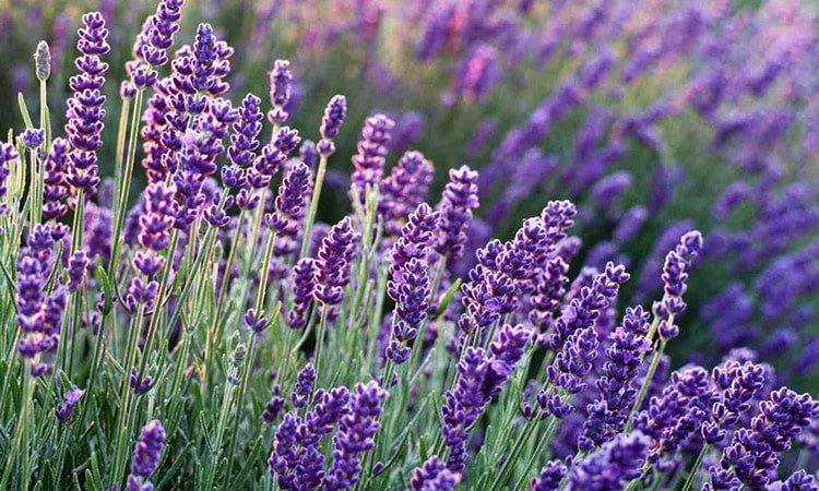 lavender