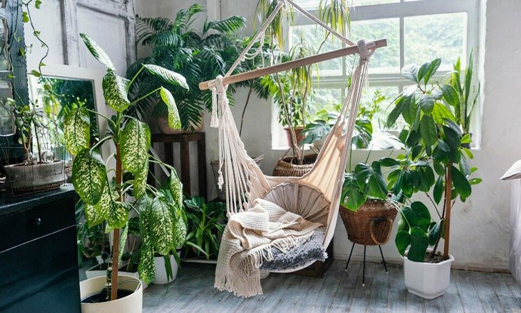 Pentingnya Tanaman Dalam Rumah dan Jenis-jenis Tanaman Dalam Ruangan