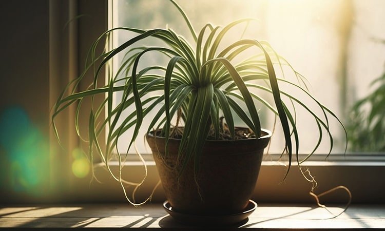 Spider plant