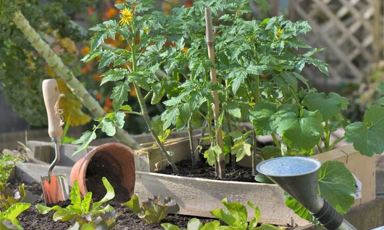 Tren Desain Lanskap Outdoor 2024: Dari Taman Vertikal hingga Kebun Edible