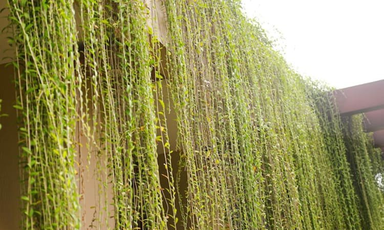 Vegetasi Vertikal dengan Sistem Irigasi Pintar: Inovasi Teras Modern 2025