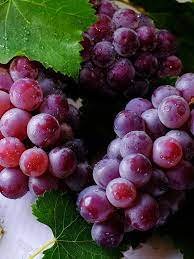 manfaat anggur