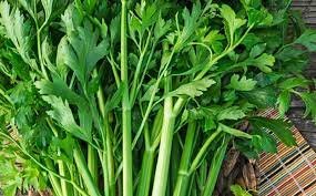 daun seledri