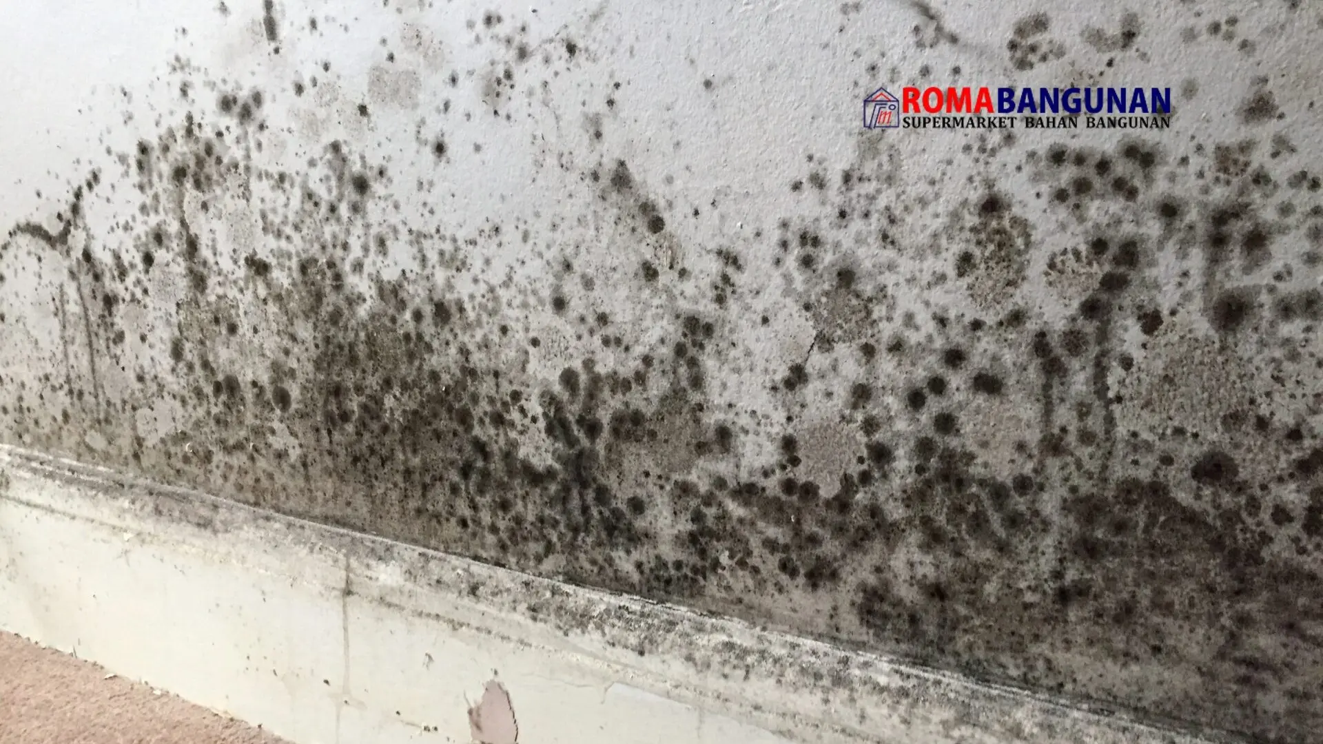 cat tembok anti jamur dan lembap - roma bangunan