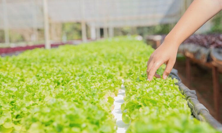 Impian Memiliki Kebun di Rumah: Taman di Lahan Sempit