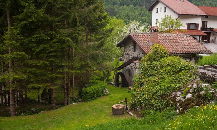 Sebelum Membangun Rumah Dekat Hutan, Pertimbangkan Keuntungan dan Kerugiannya!