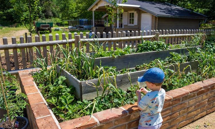 Inspirasi Taman Mini Depan Rumah untuk Lahan Sempit Sambut 2026